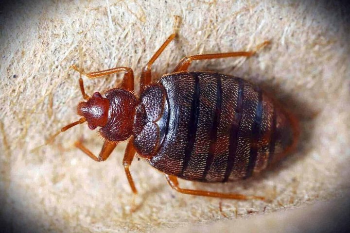 bed-bug-extermination-min bed-bug-extermination-min