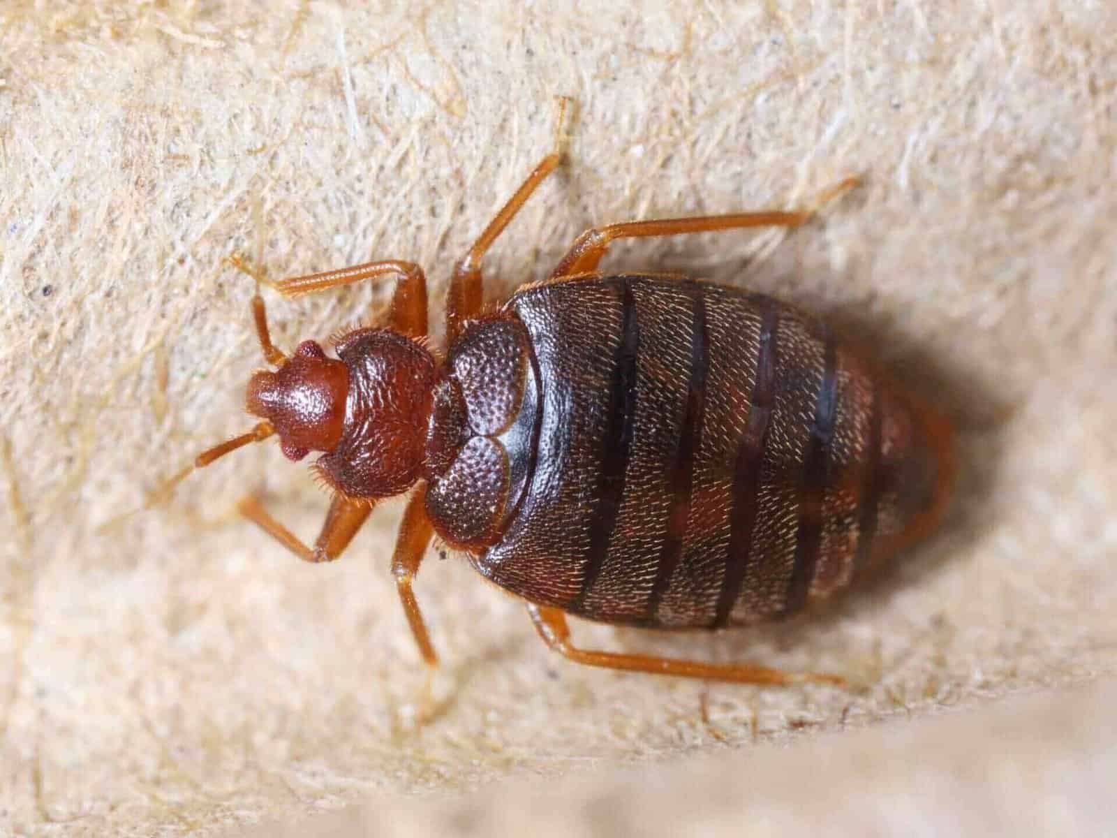 Bed bug extermination