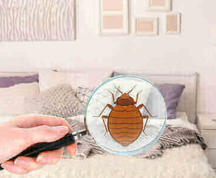 How Do You Get Bed Bugs in the First Place? Central Extermination