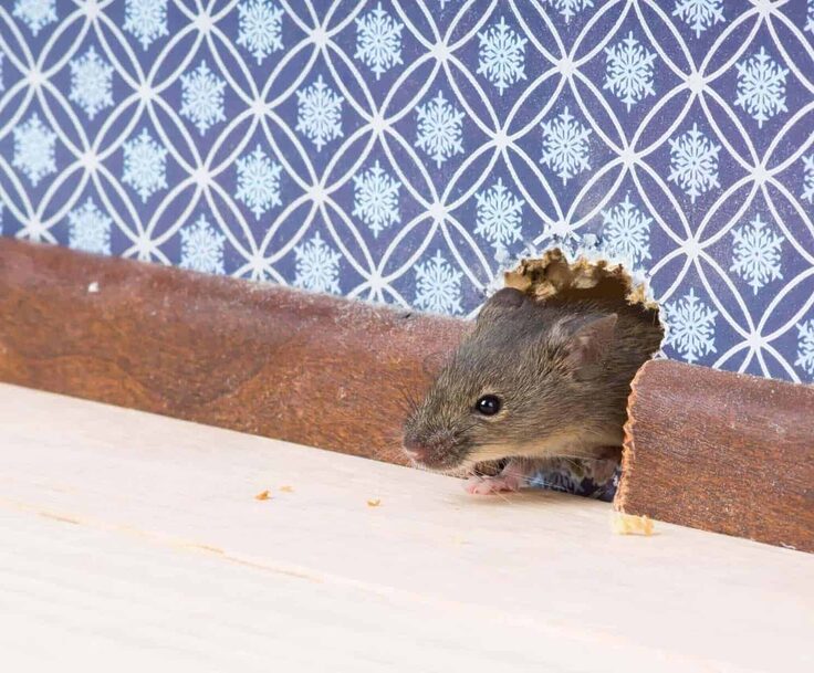 5 conseils pour exterminer les souris dans les murs Central Extermination