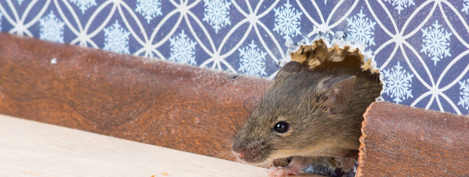 5 conseils pour exterminer les souris dans les murs Central Extermination
