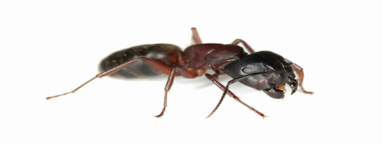 Fourmis charpentières | Informations | Central Extermination