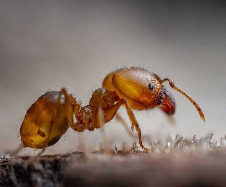 Risks Related to the Presence of Pharaoh Ants in your Home