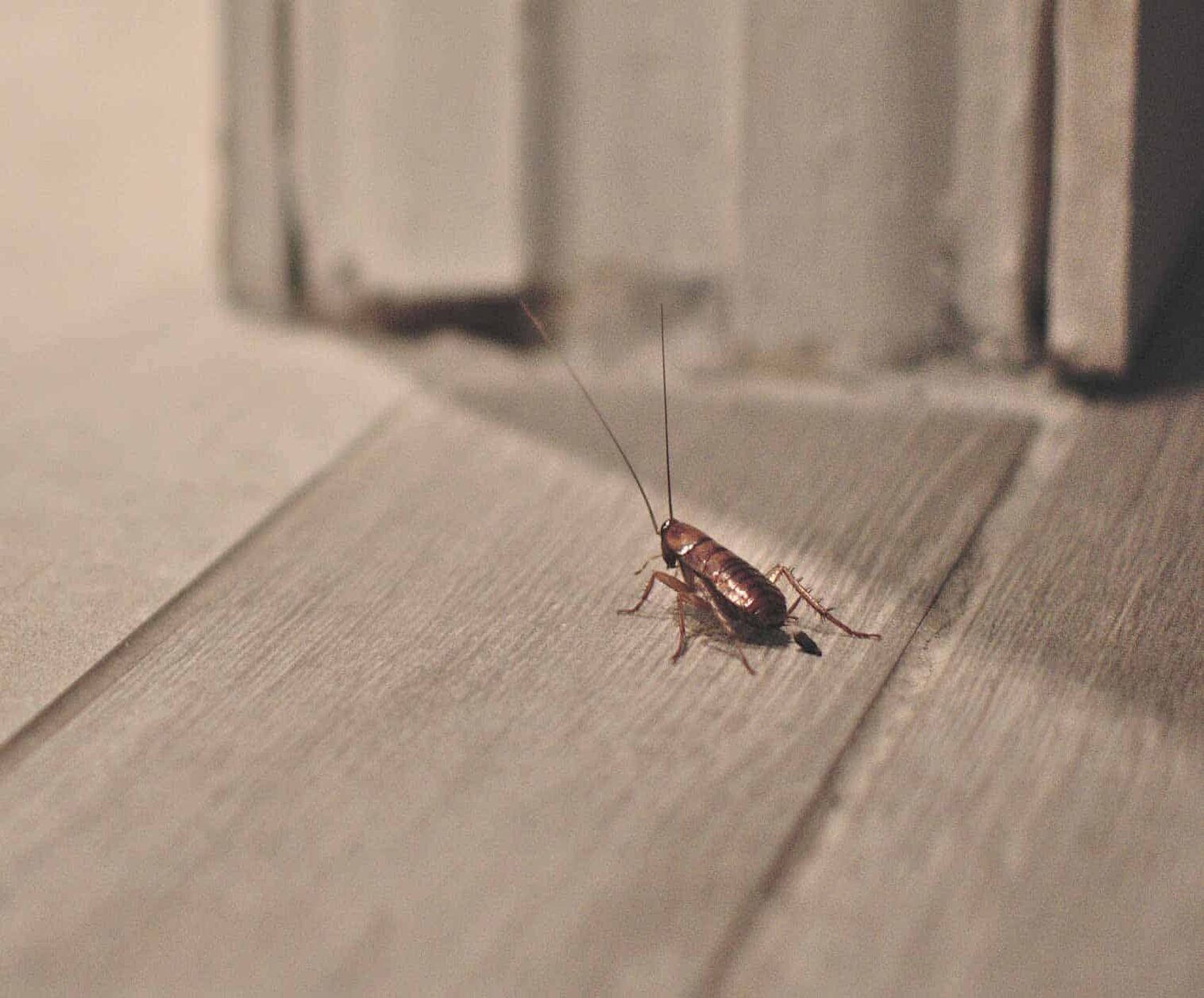 Why I find insects in the basement