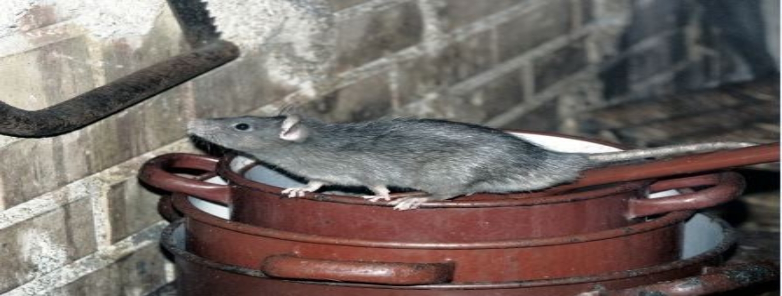 Mice in Montreal Why Mouse Problems Persist in the Region Central