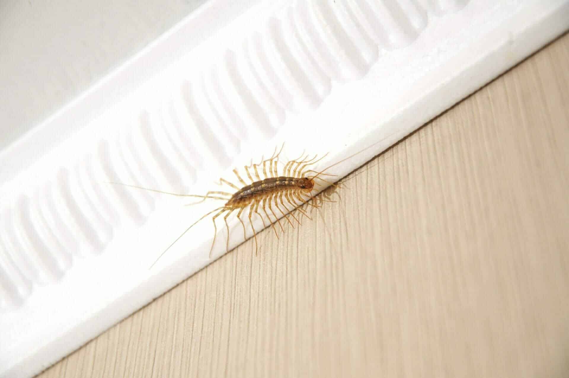 Exterminateur mille-pattes - Centiped