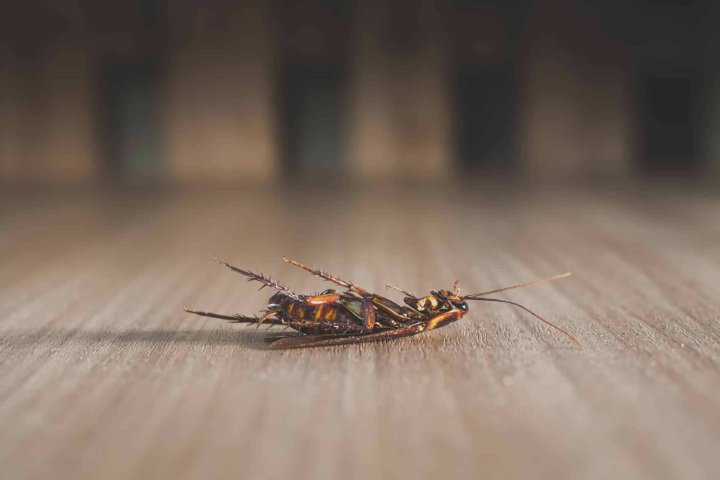 Dead cockroach on wood background dark tone Dead cockroach on wood background dark tone