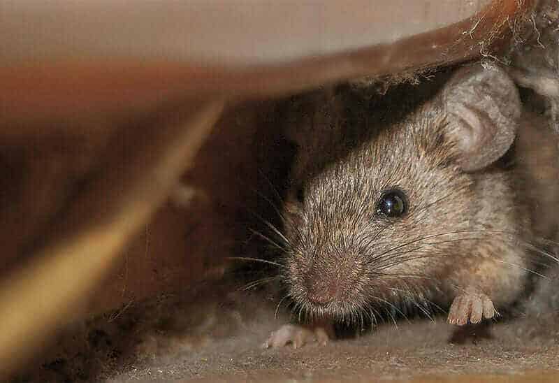common-house-mouse Montreal Mouse Extermination
