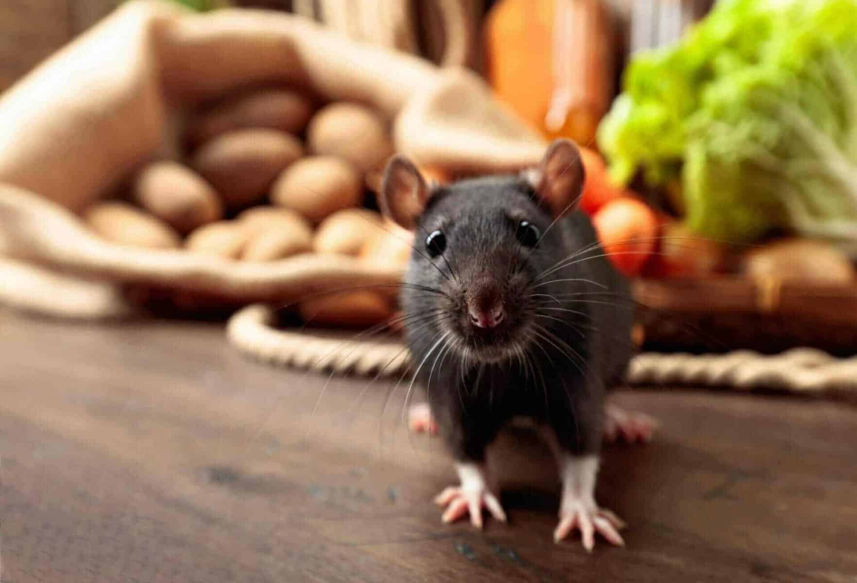 Le calfeutrage contre les rongeurs et insecte est différent.