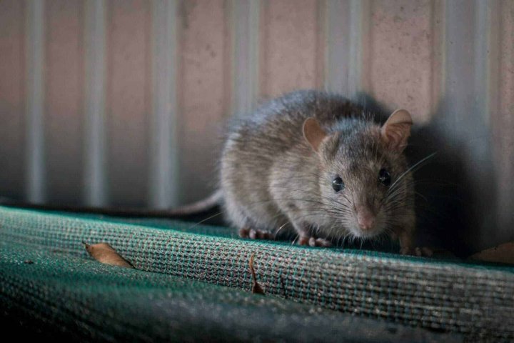 mouse exterminator and extermination in Montreal