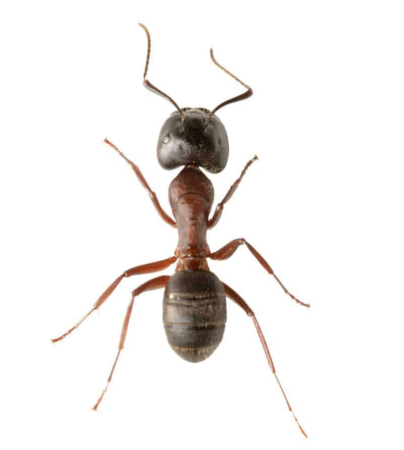 extermination-fourmis-charpentieres-opt