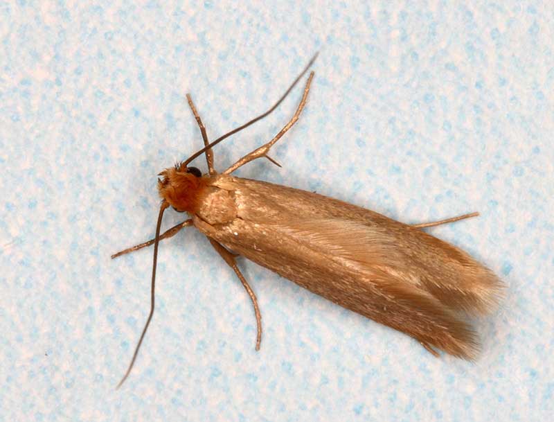 extermination-mites_de_linge-opt