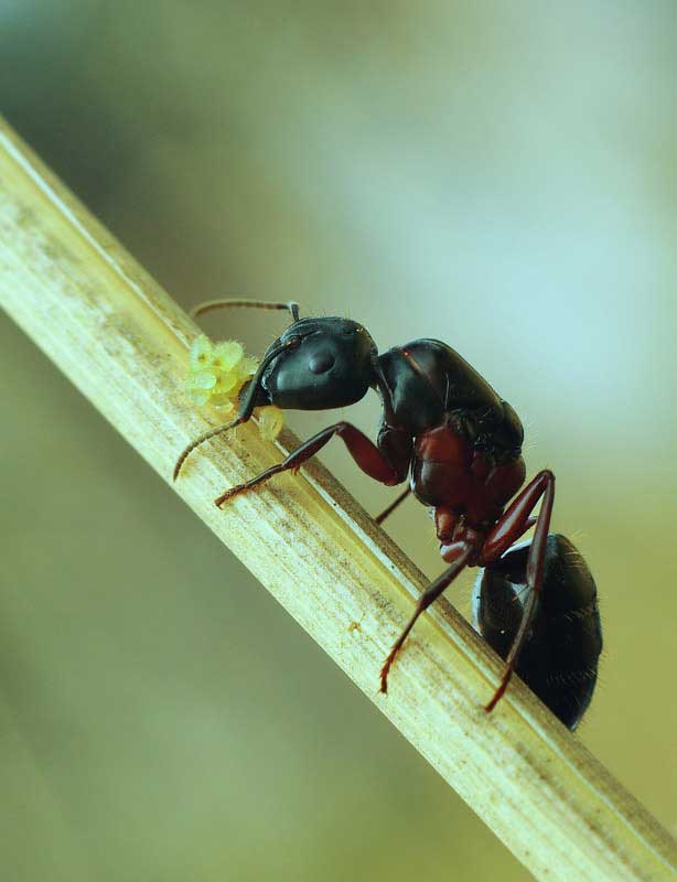 extermination-petite-fourmis-noire-opt