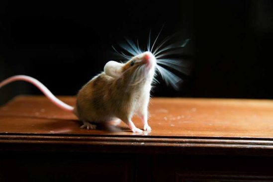 Traitement Rats et Souris