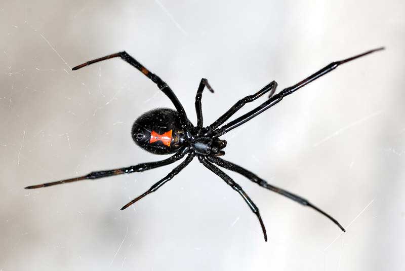 extermination-veuves-noires-opt