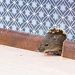 5 conseils pour exterminer les souris dans les murs