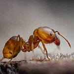 Danger lié à la présence de fourmis pharaon dans votre maison