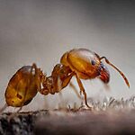 Risks related to the presence of pharaoh ants in your home