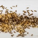 Ants in the house: What to do?