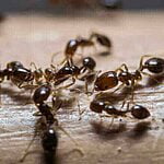 BLACK ANTS IN HOMES: A PLAGUE