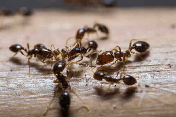 Les Fourmis Noires dans les Maisons: un Fléau