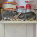 Infestation de souris: Pourquoi il est crucial d’agir rapidement