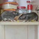 Infestation de souris: Pourquoi il est crucial d’agir rapidement