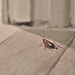Why I find insects in the basement