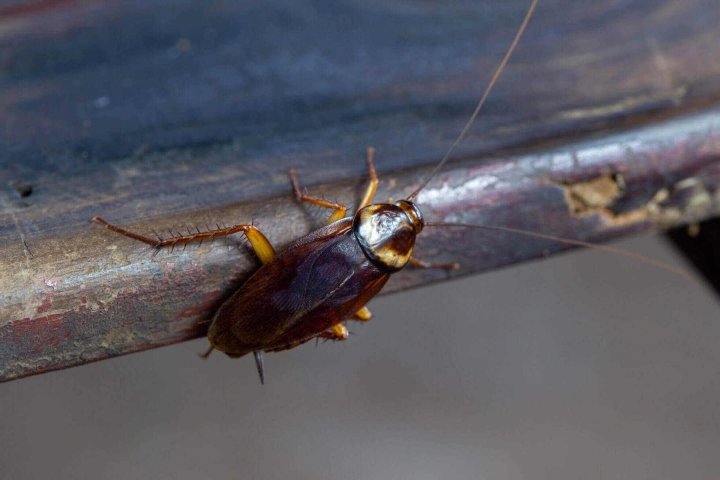 cockroach on wood.The problem in the house because of cockroaches living in the kitchen. Cockroaches are carriers of the disease. cockroach on wood.The problem in the house because of cockroaches living in the kitchen. Cockroaches are carriers of the disease.