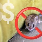Prix pour l&rsquo;extermination de souris : À quoi s’attendre?