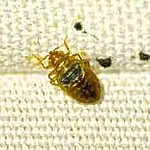 Signs You May Have a Bed Bug Infestation