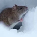 Pourquoi et comment les souris entrent dans la maison en hiver?