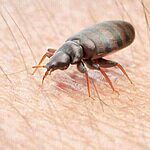 What to Do If You Get Bed Bugs
